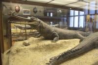 06 Přírodovědecké muzeum