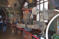 08 Přírodovědecké muzeum